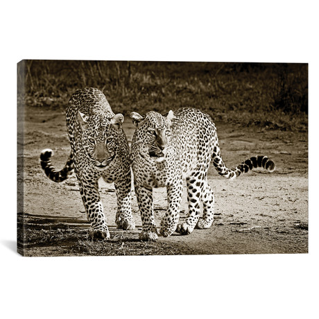 Playful Leopards (18"W x 12"H x 0.75"D)