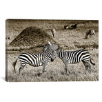 Cuddly Zebras (18"W x 12"H x 0.75"D)