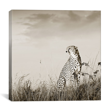 Solitary Cheetah (12"W x 12"H x 0.75"D)