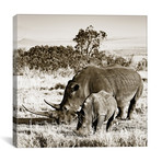 Bonded Rhino // Klaus Tiedge (12"W x 12"H x 0.75"D)