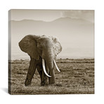 Big Tusked Elephant (12"W x 12"H x 0.75"D)