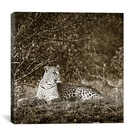 Vigilant Leopard (12"W x 12"H x 0.75"D)