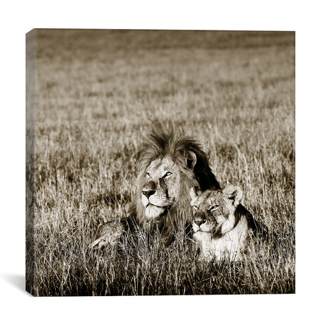 Contented Lion // Klaus Tiedge (12"W x 12"H x 0.75"D)