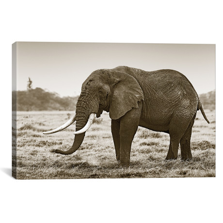 Resting Elephant (18"W x 12"H x 0.75"D)