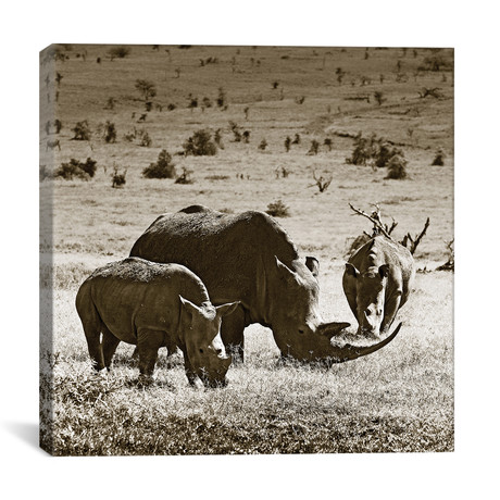 Grazing Rhinos (12"W x 12"H x 0.75"D)