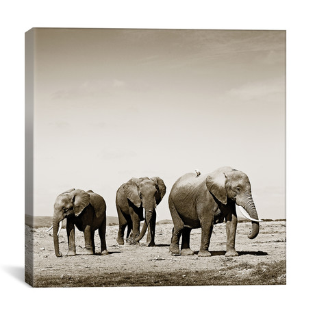 Lumbering Elephants (12"W x 12"H x 0.75"D)