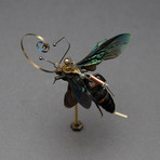 Hymenoptera // Megascolia Procer