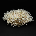 Genuine White Bird's Nest Coral