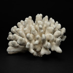Genuine White Cat's Paw Coral // I