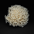Genuine White Bird's Nest Coral