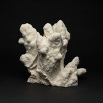 Genuine White Cat's Paw Coral // II