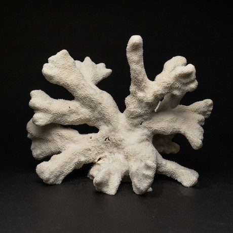 Genuine White Cat's Paw Coral // III