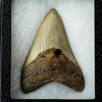 Genuine Megalodon Shark Tooth // Display Case