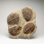Genuine Andalusiana Paradoxides Trilobite Plate
