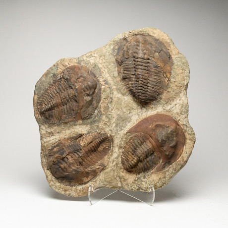 Genuine Andalusiana Paradoxides Trilobite Plate
