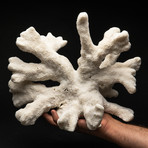 Genuine White Cat's Paw Coral // III