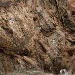 Genuine Crinoid Fossil Plate