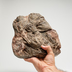 Genuine Crinoid Fossil Plate