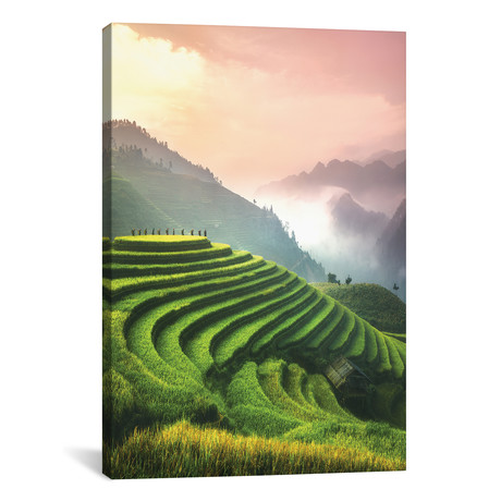 Rice Fields I - North Vietnam // Cuma Cevik (12"W x 18"H x 0.75"D)
