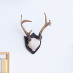 Contemporary Deer Antlers Wall Art