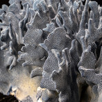 Genuine Blue Ridge Coral // IV