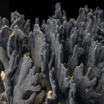Genuine Blue Ridge Coral // III