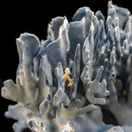 Genuine Blue Ridge Coral // I