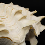 Fluted Clam Shell // 8"