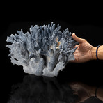 Genuine Blue Ridge Coral // V