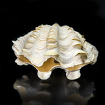 Fluted Clam Shell // 9"
