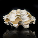 Fluted Clam Shell // 9"