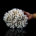 Genuine Brown Stem Coral