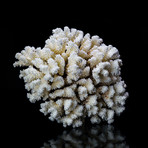 Genuine Brown Stem Coral