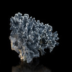 Genuine Blue Ridge Coral // II