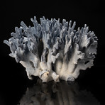 Genuine Blue Ridge Coral // V