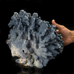 Genuine Blue Ridge Coral // II