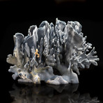 Genuine Blue Ridge Coral // I