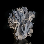 Genuine Blue Ridge Coral // VII