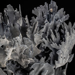 Genuine Blue Ridge Coral // VI