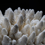 Genuine Finger Coral