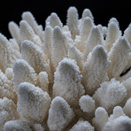 Genuine Finger Coral