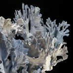 Genuine Blue Ridge Coral // VII
