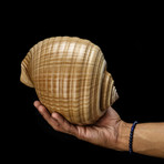 Genuine Tonna Galea Shell