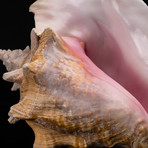Genuine Pink Conch Shell