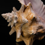 Genuine Pink Conch Shell