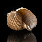 Genuine Tonna Galea Shell