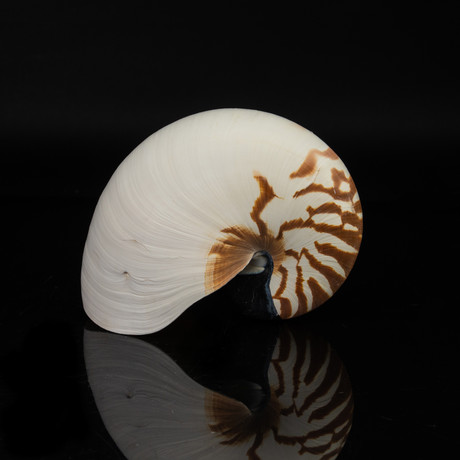 Genuine Nautilus Shell // 7"