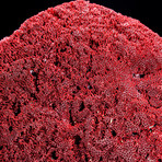 Genuine Red Pipe Organ Coral II