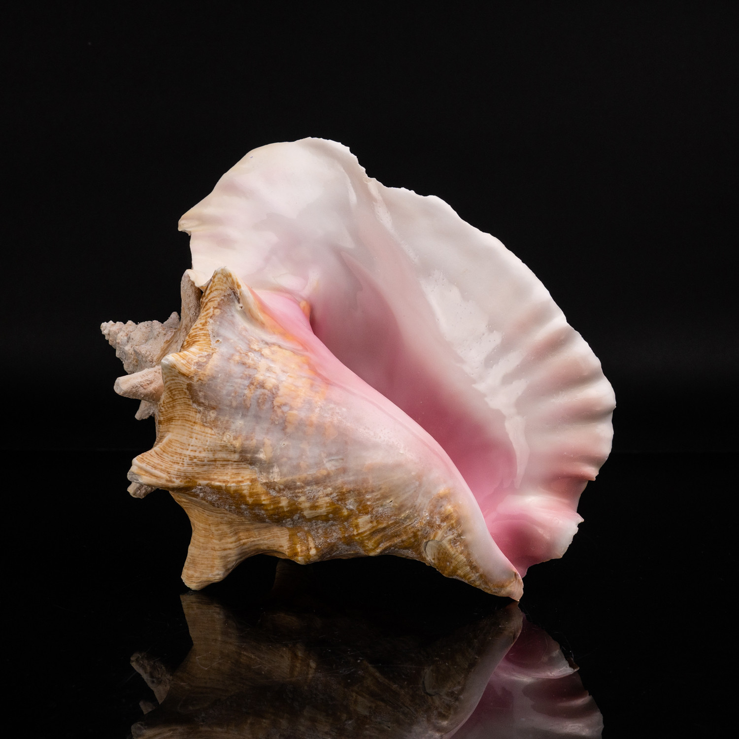 Genuine Pink Conch Shell Astro Gallery Touch Of Modern   1aa327fb6a4ccf9347d7565cb5e63124 Large 