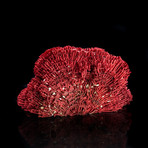 Genuine Red Pipe Organ Coral I